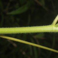 Broussonetia papyrifera (L.) L'Hér. ex Vent.
